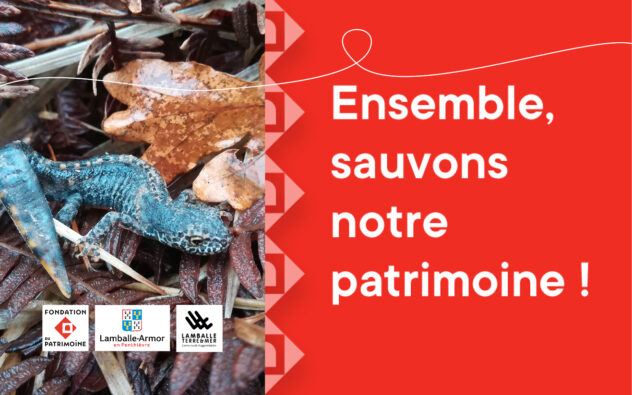 Ensemble, sauvons notre patrimoine ! Triton alpestre