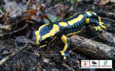 Salamandre tachetée