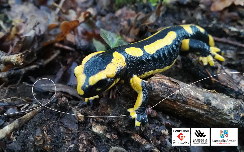 Salamandre tachetée