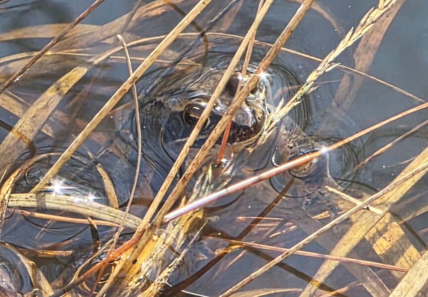 un crapaud dans l'eau caché sous des grandes herbes