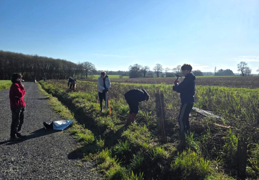 5 jeunes plantes des haies bocagères à Quessoy, le long d'un talu.