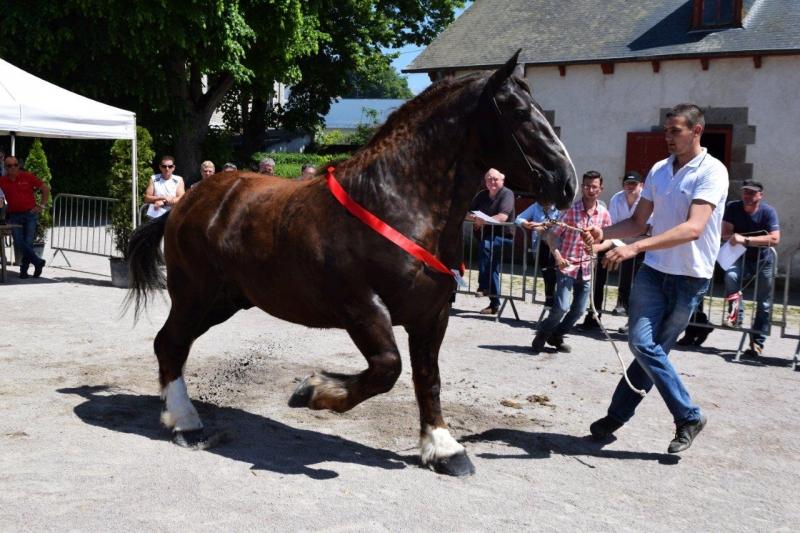 Journée d'approbation des étalons du 8 juin 2016