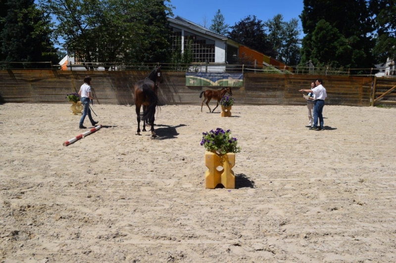 Journée modèles et allures Foals SF- 6 juillet 2016