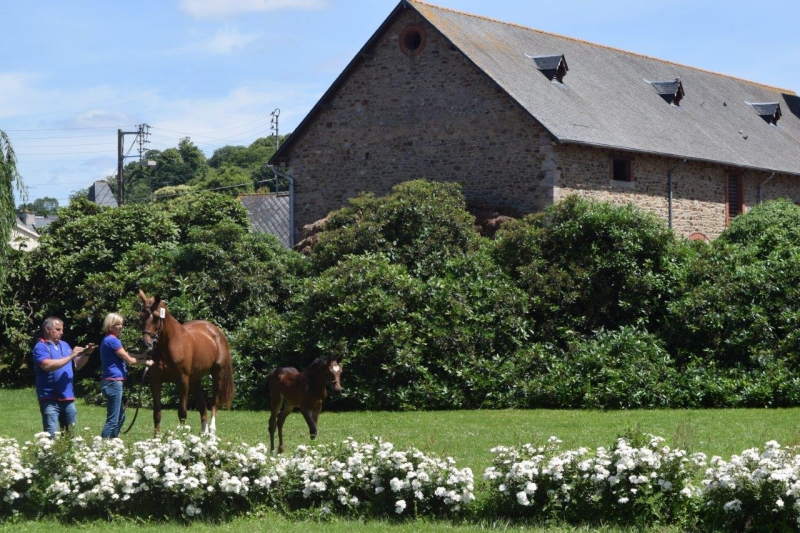 Journée modèles et allures Foals SF- 6 juillet 2016