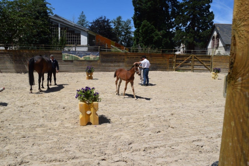 Journée modèles et allures Foals SF- 6 juillet 2016