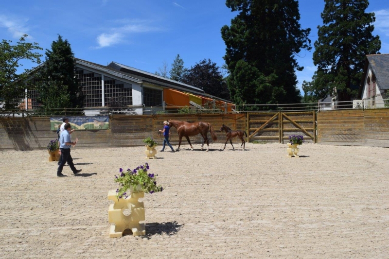 Journée modèles et allures Foals SF- 6 juillet 2016