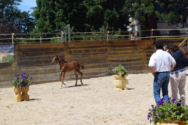 Journée modèles et allures Foals SF- 6 juillet 2016