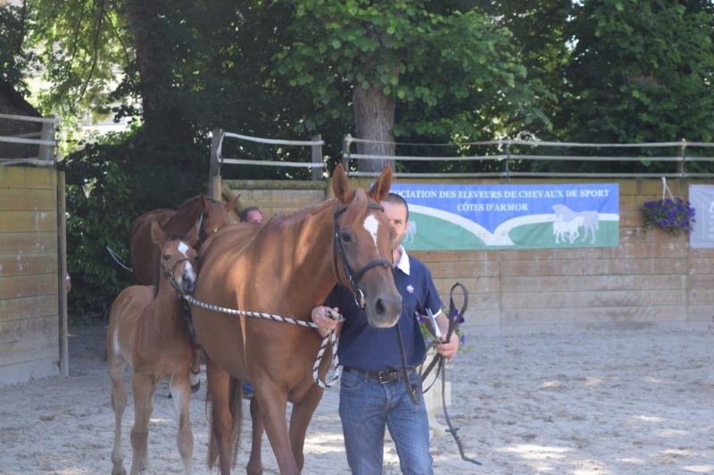 Journée modèles et allures Foals SF- 6 juillet 2016