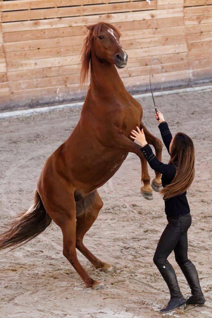 Quelques photos des éditions passées des Jeudis du Haras