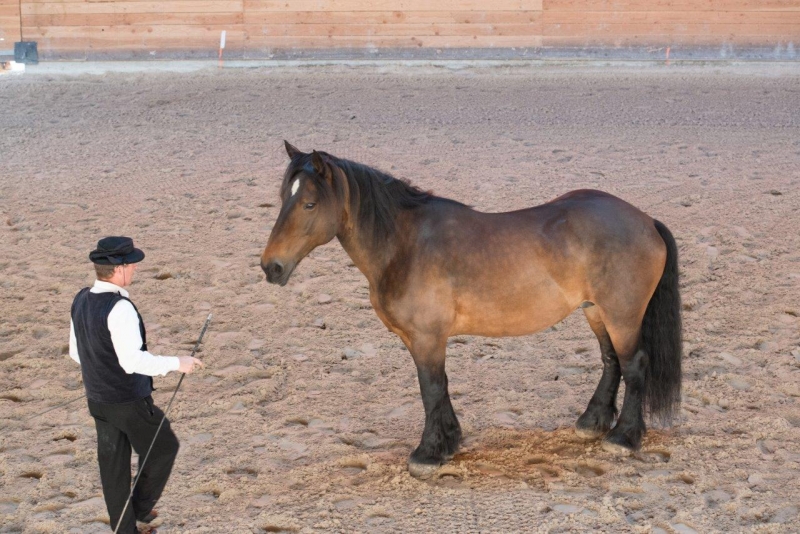 Quelques photos des éditions passées des Jeudis du Haras