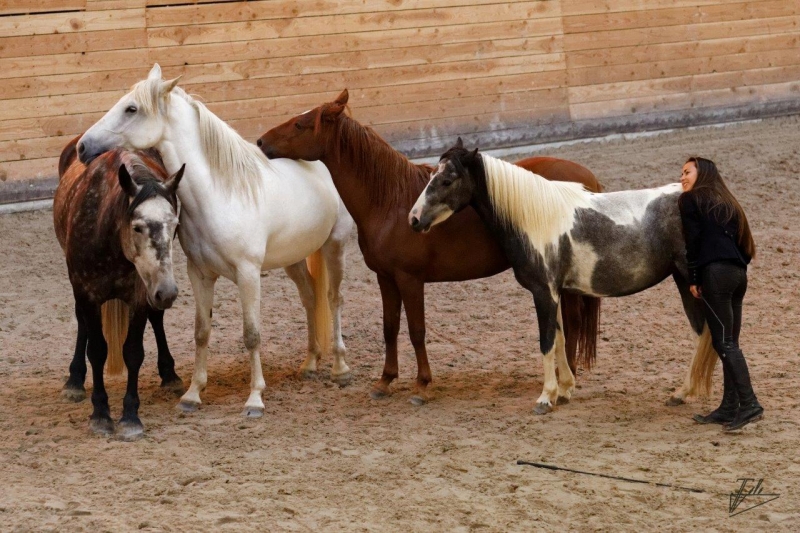 Quelques photos des éditions passées des Jeudis du Haras