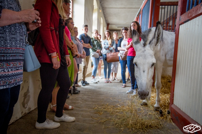 Le Haras National de Lamballe, des animations toute l'année 