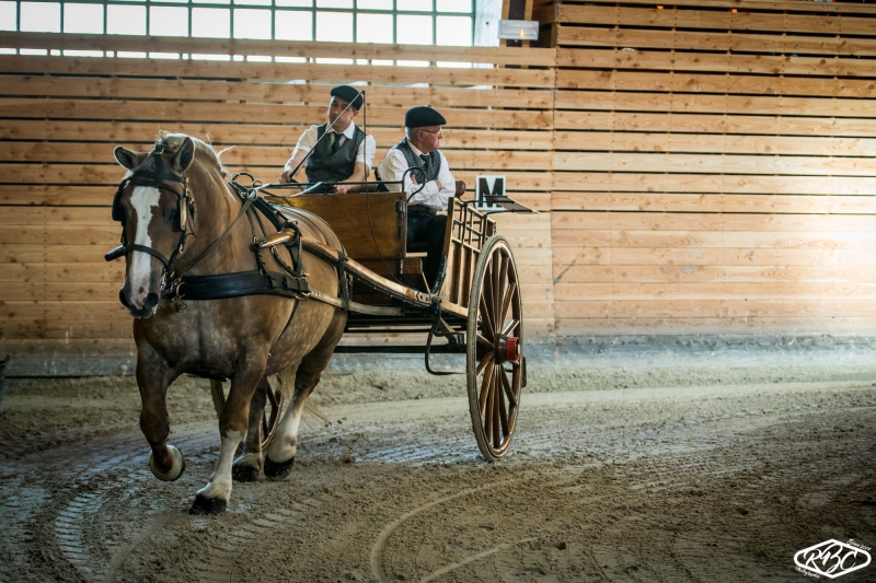 Le Haras National de Lamballe, des animations toute l'année 