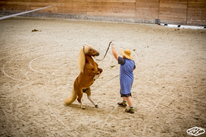 Le Haras National de Lamballe, des animations toute l'année 