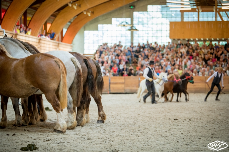 Le Haras National de Lamballe, des animations toute l'année 