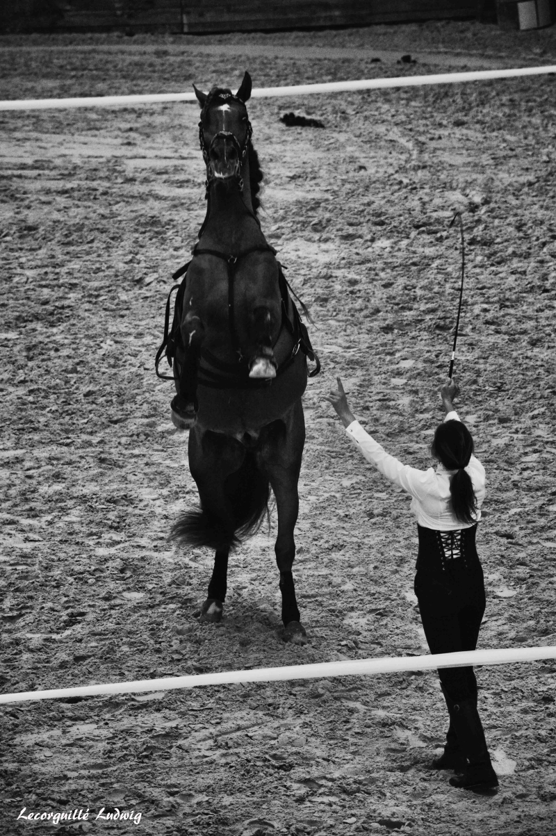 Les Jeudis Du Haras 2018