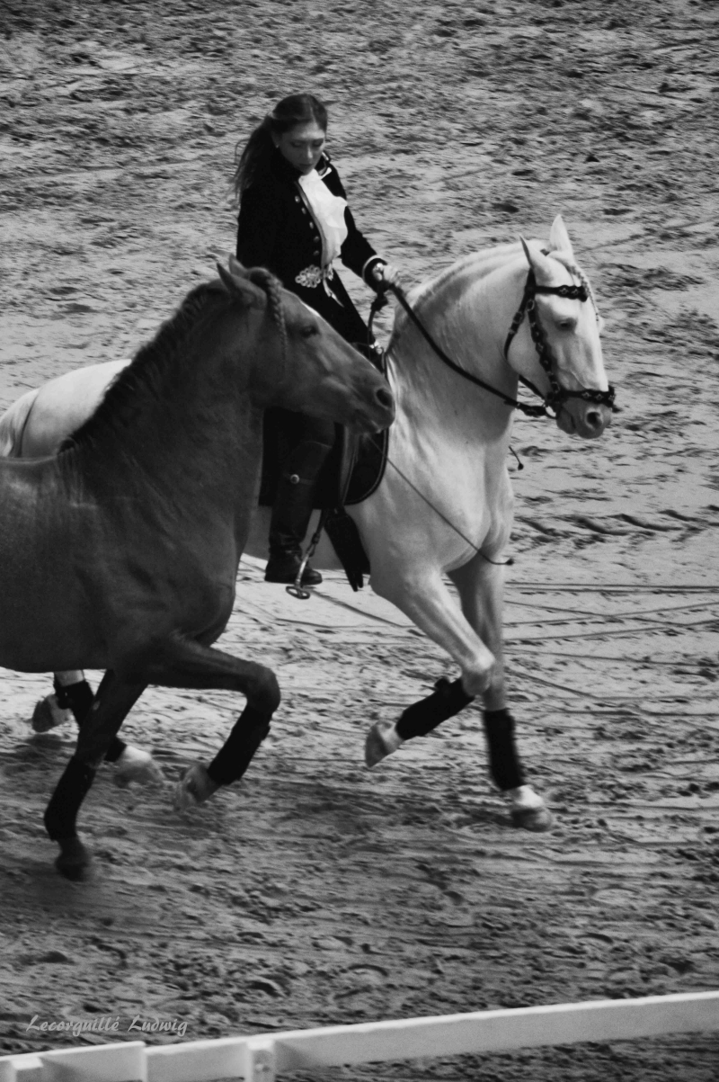 Les Jeudis Du Haras 2018