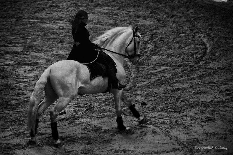 Les Jeudis Du Haras 2018