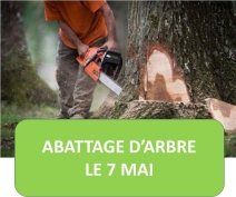Abattage d'arbres mardi 7 mai 2024