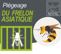 Frelons asiatiques: mise à disposition de dosettes d'attractifs pour les particuliers.