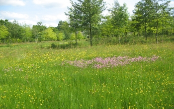 Prairie naturelle au perc équestre de Lamballe-Armor