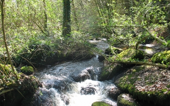 Le Gouessant à Saint-Trimoël