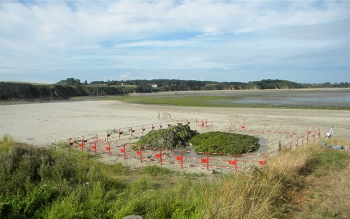 Ramassage des algues à Lamballe Terre & Mer